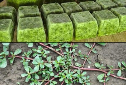 Thumbnail for What Happens to Your Body When You Eat Purslane Every Day (Especially After 60 Days)