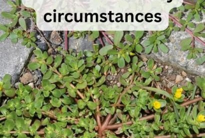 Thumbnail for 8 Reasons to Leave Purslane Growing — The “Weed” That’s Actually a Superfood!