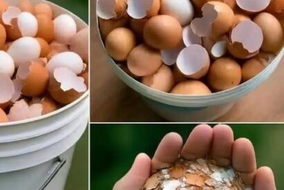 Thumbnail for Don’t Throw Away Eggshells — Here’s Why They’re Surprisingly Valuable