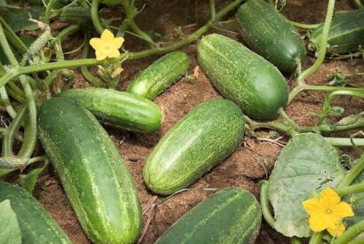 Thumbnail for Doctors Reveal What Happens When You Eat Cucumbers Regularly