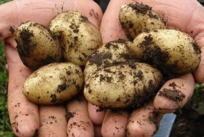 Thumbnail for Doctors Reveal Potatoes Cause… — The Truth About This Misunderstood Superfood